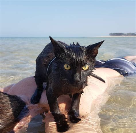 Meet Nathan The Beach Kitten Who Loves To Swim In The Ocean