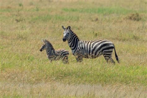 A Plains Zebra And Its Newborn Foal Stock Image Image Of African