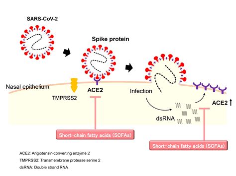 Short Chain Fatty Acids An Ace In The Hole Against Sars Cov 2