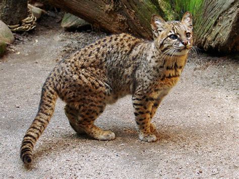Geoffroys Cat Leopardus Geoffroyi Small Wild Cats Wild Cat