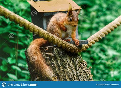 Red Squirrel Eating Nuts Out Of The Nut Box Stock Image Image Of