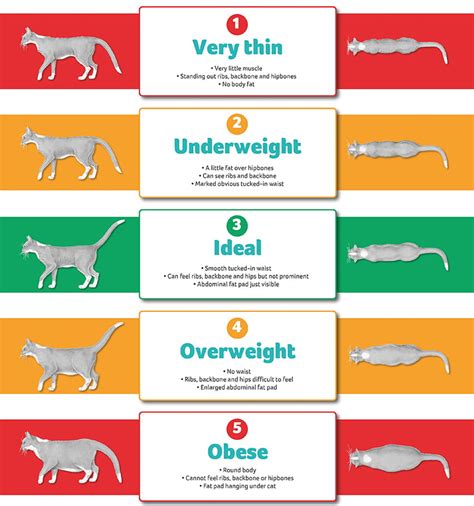 Cat Weight Chart By Age Lb Cat Meme Stock Pictures And Photos