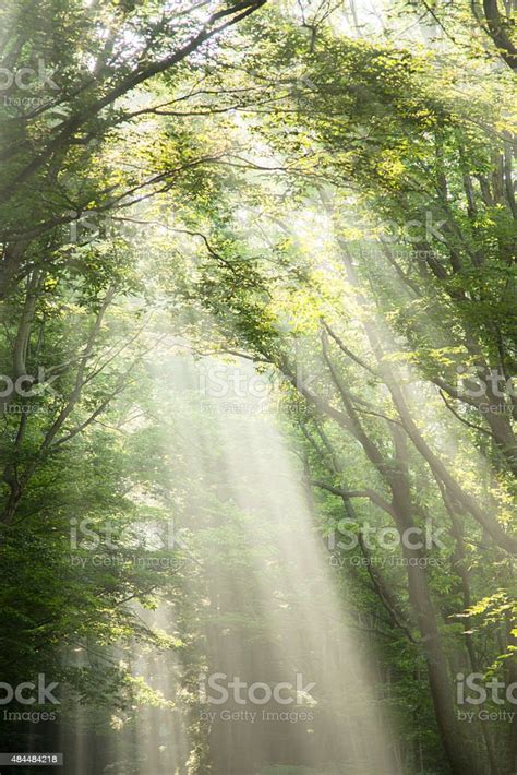 Sunlight Filtering Through Trees Stock Photo Download Image Now