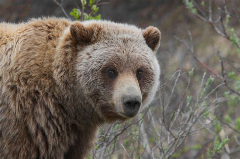 Filegrizzly Bear Ursus Arctos Ssp Wikipedia