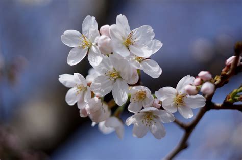 The History Behind Dcs Cherry Blossoms American Forests