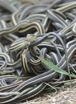 Garter snakes on average tend to be around 5.3 ounces and anywhere from 18 to 30 inches long depending on gender and the type garter snakes are one of the most common snakes in north america and are often just kept as pets. Snake Sex Is an Energy Intensive Workout for Males | Live ...