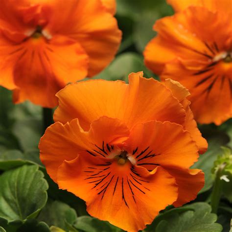 Buy Pansy Flower Seed Pansy Frizzle Sizzle Orange