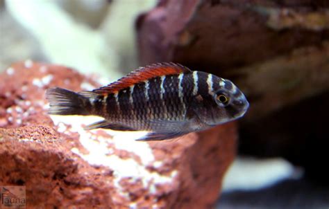 Tropheus Moori ‘ilangi Aquarium Fish Cichlids Tropical Fish Aquarium