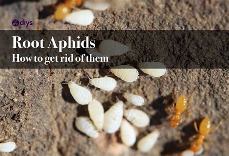How To Get Rid Of Root Aphids Lavallee Grius1957