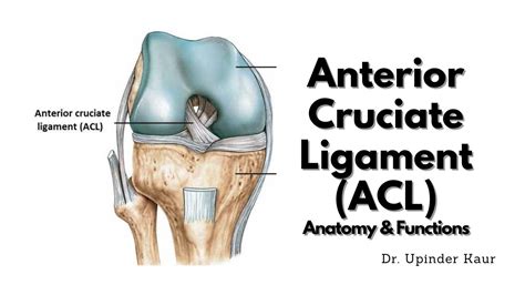 Anterior Cruciate Ligamentacl Anatomy And Functions Youtube