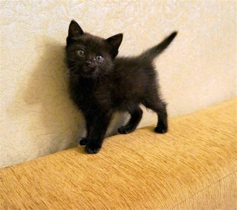 Создать мем черный пушистый котенок кот черный котята Картинки
