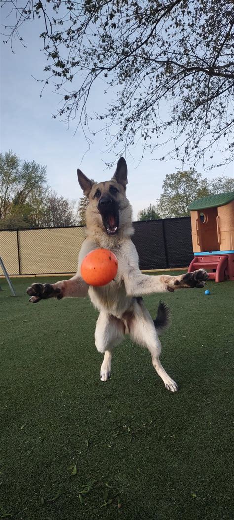 Psbattle German Shepherd Dog Trying To Catch His Ball Rphotoshopbattles