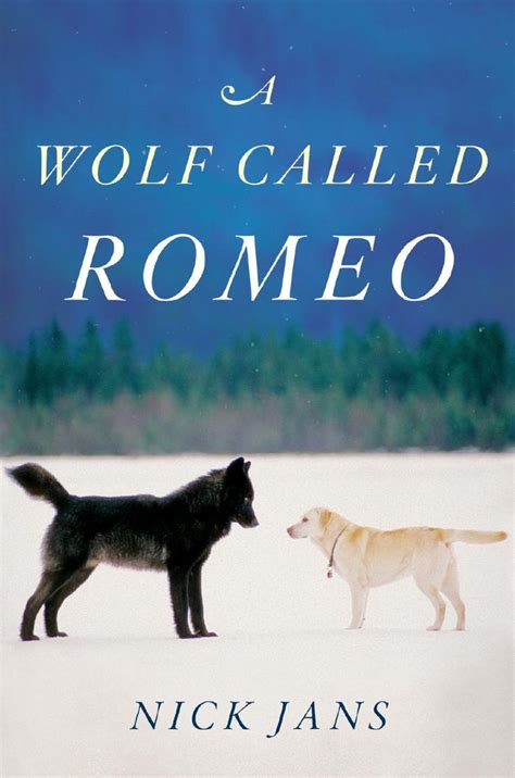 How A Wolf Named Romeo Won Hearts In An Alaska Suburb Wolf Call Wolf