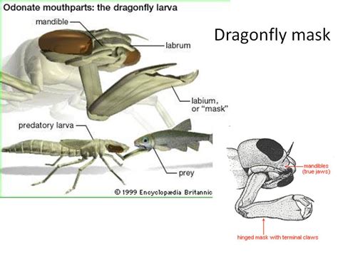 Insect Mouthpart And Its Modifications