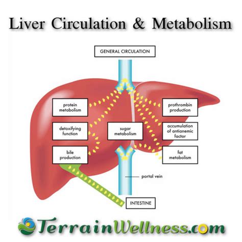 Liver Detoxification Pathways
