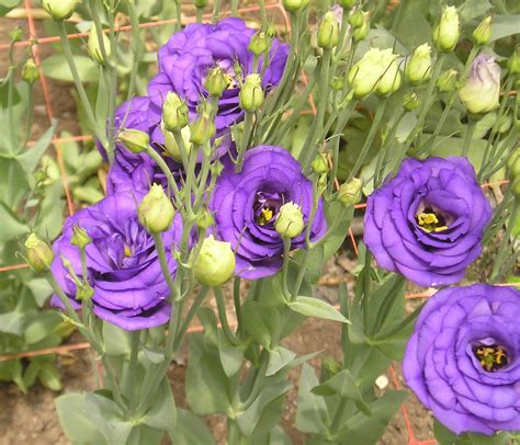 It's the most unique way to make your dears ones feel special. lisianthus - Google Images | Types of purple flowers ...