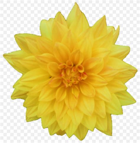Flower Yellow Dahlia Clip Art Png 964x987px Flower Chrysanthemum