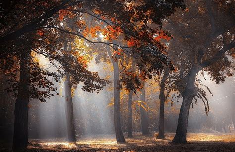 Rayos De Sol Bosque Otoño Hojas árboles Niebla Luz Del Sol Naturaleza