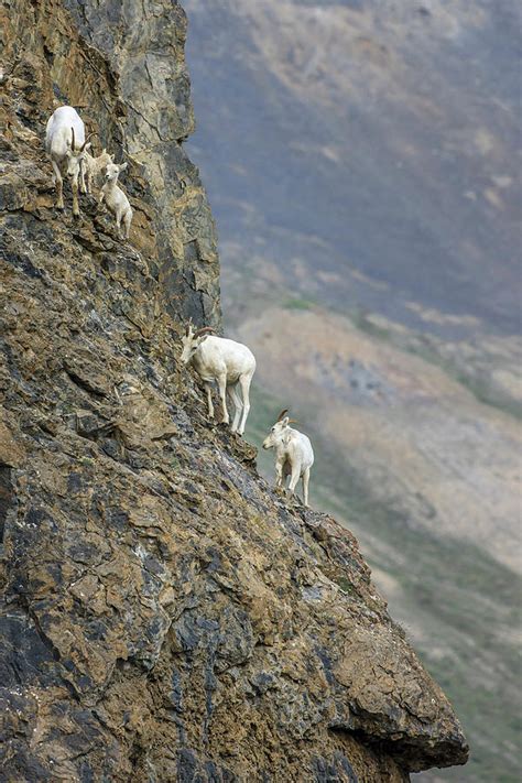 Mountain Goats Along Kongakut River Photograph By Tom Norring Fine