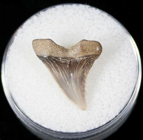 71 Hemipristis Shark Tooth Fossil Virginia 13254 For Sale