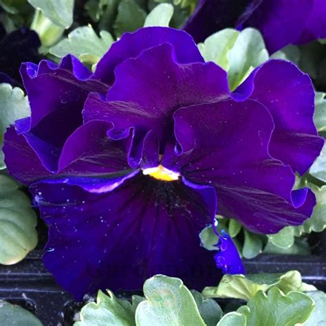 Pansy Viola X Wittrockiana Delta Premium Pure Violet In The Violas