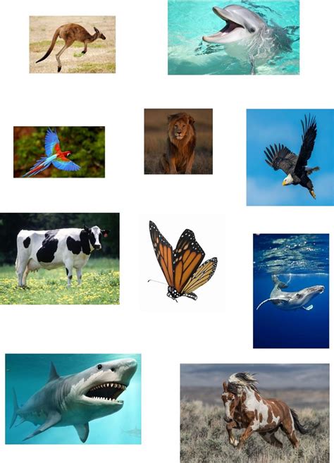 Air Land And Water Animals Interactive Worksheet