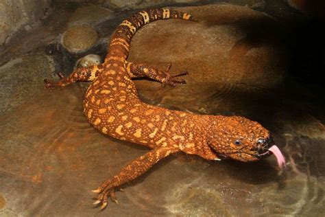 Heloderma Venomous Lizards Of The Americas Ballena Tales Magazine And