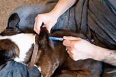 Subcutaneous Fluids for Dogs: A Detailed Guide - Dr. Buzby's ToeGrips ...