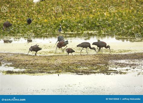 Multitud De Los Ibises Brillantes Que Alimentan En Orlando Wetlands Park La Florida Foto De