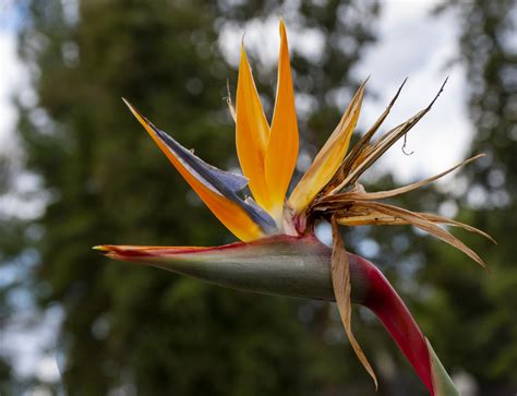 Bird Of Paradise Free Stock Photo - Public Domain Pictures