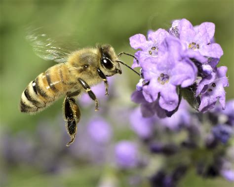 Fun Facts About Honey Bees Seattle S Favorite Garden Store Since Swansons Nursery