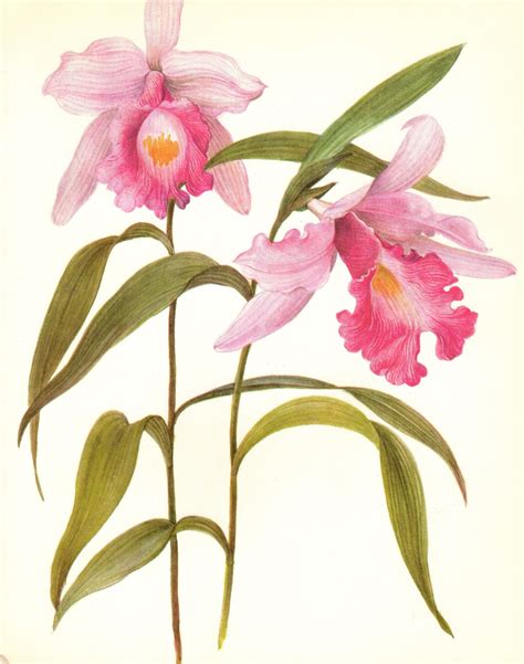Vintage Orchid Print Pink Flower Botanical Art Cottage Decor Etsy