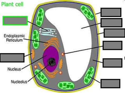 Cell Organelles Visual Quiz Biology Review Game Powerpoint