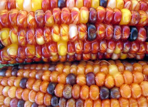 Free Harvest Corn Stock Photo