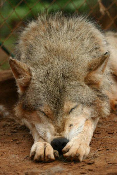 Sleeping Wolf Wolf Dog Sleeping Wolf Animals Beautiful