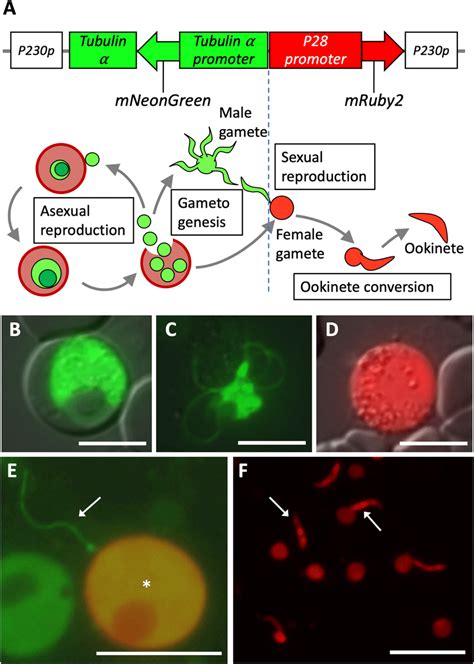 Production Of Malaria Parasite Line Expressing Cell Type Specific