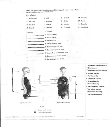 Anatomy And Physiology Worksheets For College — Db