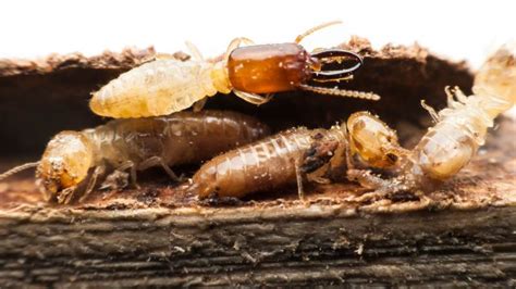 Know The Difference Between Drywood And Subterranean Termites Jd