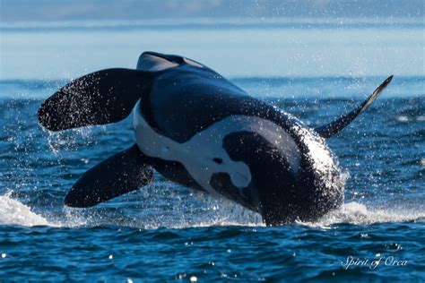 Whale Tales Resident Whales In The Salish Sea Country Traveler Online
