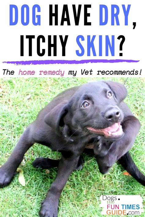 Vet Approved Home Remedy To Treat Dry Itchy Skin On Dogs First Time