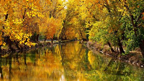 River Between Leafed Yellow Autumn Trees With Reflection K HD Nature Wallpapers HD Wallpapers