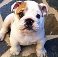 Little baby bulldog 🐶 | Bulldog puppies, Bulldog, Puppies