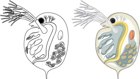 Daphnia In Colour And Doodle On White Background 2141043 Vector Art At