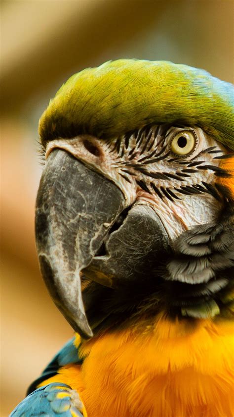 Download Wallpaper 1080x1920 Macaw Beak Parrot Bird Samsung Galaxy
