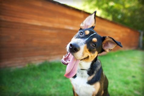 Why Do Dogs Tilt Their Heads Science Abc