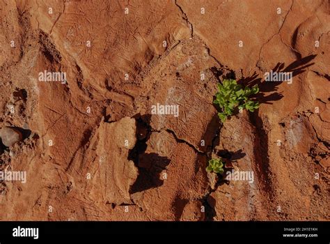 Arid Soil Of The Atacama Desert Chile Stock Photo Alamy