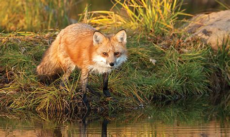 Watch your favourite fox tv shows in the uk on sky, virgin media, talktalk now tv, tvplayer. Fox Facts, Types, Classification, Habitat, Diet, Adaptations