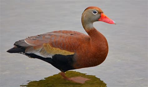 Black Bellied Whistling Duck Song Call Voice Sound