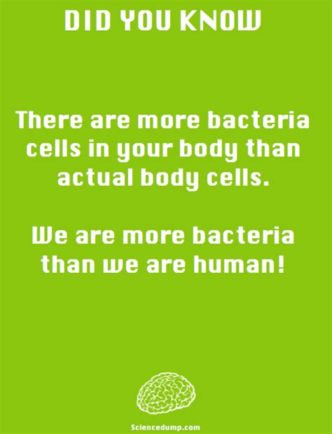 Did You Know There Are More Bacteria Cells In Your Body Than Actual