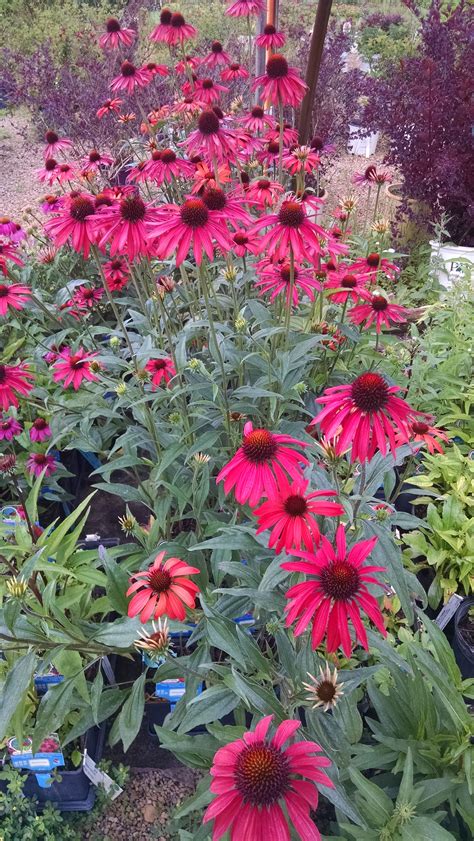 Perennials flowers perennials annual flowers fragrant flowers zone 6 plants floral garden summer blooming flowers perrenial flowers drought zone 6 flowers: Echinacea 'Hot Summer' Hot Summer Coneflower - This ...